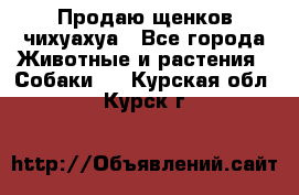 Продаю щенков чихуахуа - Все города Животные и растения » Собаки   . Курская обл.,Курск г.
